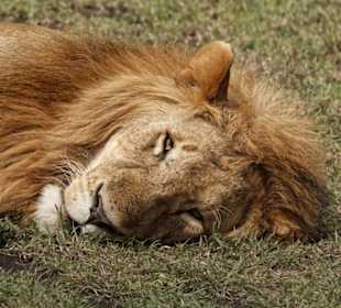 Nach dem Frühstück...Massai Mara