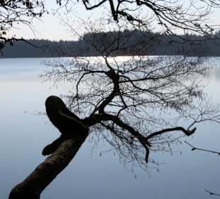 Knorriger Baum über dem See