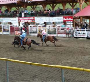 Rinder mit dem Lasso fangen