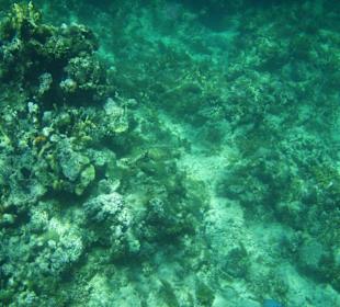 Wunderschöne Korallen im Wasser