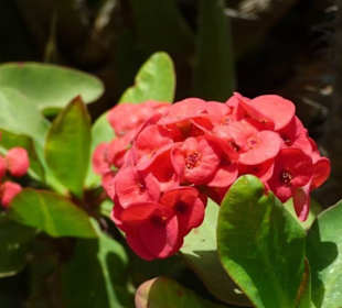 Schöner Garten