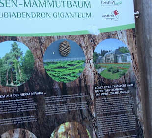 Naturdenkmal Mammutbaum