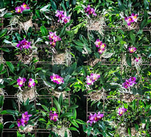 Raffeiner Orchideenwelt