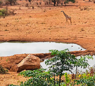 🦒