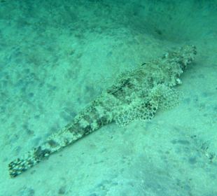 Teppich Krokodilfisch