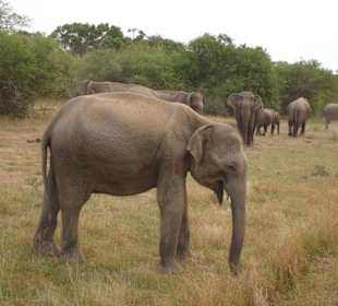 frecher Elefant im Yala Nationalpark