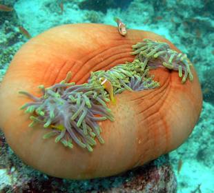 Anemone mit Bewohner