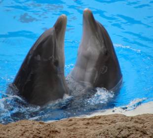 Delfine beim Tang tanzen
