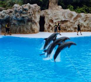 Delfinshow Loro Parque