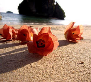 Schönes Blumenmotiv am Ao Phra Nang Cave Beach