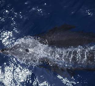 Marsa Alam Ausflüge- Schnorcheln mit delfinen 