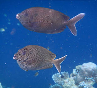 Traueraugen-Kaninchenfische