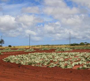 Ananas Feld