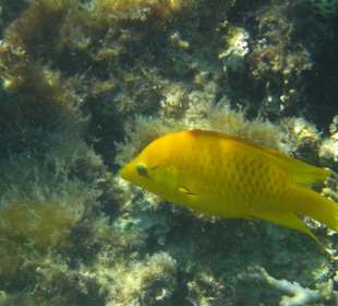 Unterwasserwelt Hausriff Arabia Beach
