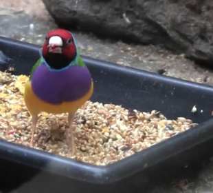 Kleinsäuger + Vogelhaus