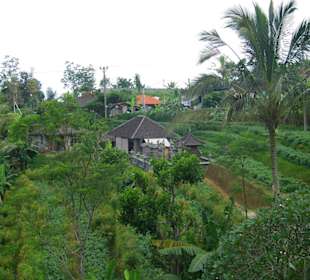 Reisterrassen