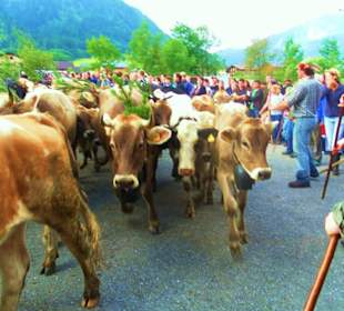 Alpabtrieb / Au / Vorarlberg Österreich