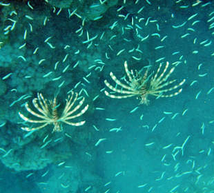 Schnorcheltour--Feuerfische