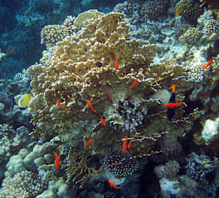 Подводный мир