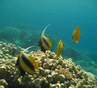 Wimpelfische und Maskenfalterfische