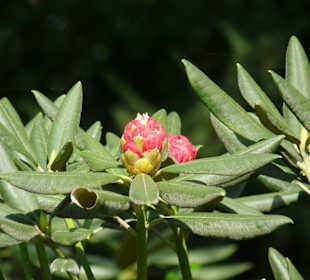 Planten und Bloomen Freizeitpark