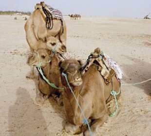 Kamele in der Sahara