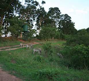 Zebras direkt am (Wander)weg