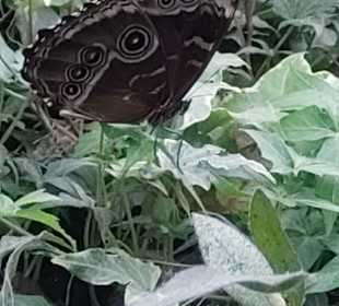 Schmetterlingsgarten