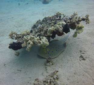 Blaupunkt Stachelrochen