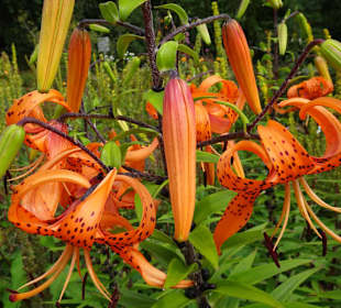 Eindrücke vom Rundgang durch den Park der Gärten