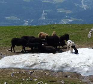 Tiere auf den Wiesen