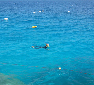 Das Riff zum Schnorcheln