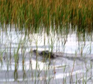 Ein Alligator neben uns