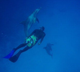 Spielen mit Delfinen