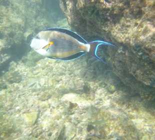 Fisch in der Lagune