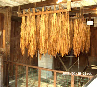 Tabakverabeitung in der Armisch Farm