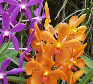 Orchideengarten