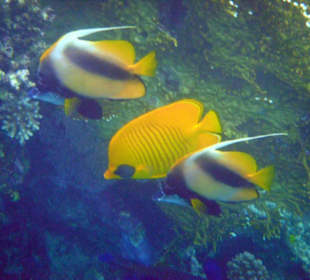 Halfterfische, Falterfisch