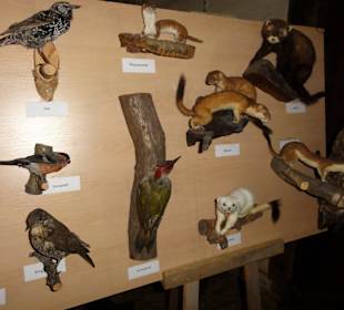 Heimische Tiere der Umgebung