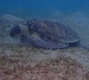 Schnorcheln Marsa Alam