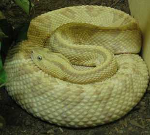 Rattlesnake Museum in Albuquerque