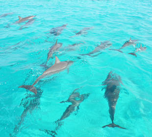  Sataya Riff Marsa Alam