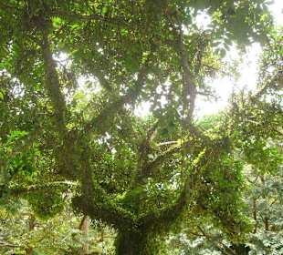 Schöner Baum