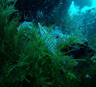 Langnasen- Büschelbarsch