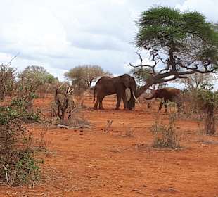 Safari Tsavo Ost