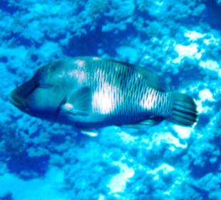 Großer Napoleon am Hausriff