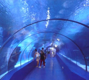 Röhren Aquarium Antalya 
