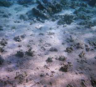 Einmalige Korallenwelt am Strand