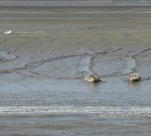 Auf der Rückfahrt nochmal vorbei an Seehundbank