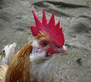 Rundgang durch den Tierpark Petermoor